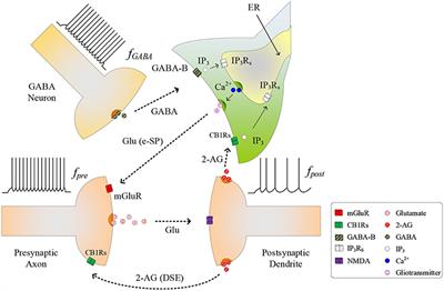 GABA Regulation of Burst Firing in Hippocampal Astrocyte Neural Circuit: A Biophysical Model